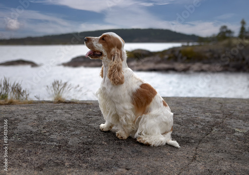 Portrait of a purebred English cocker spaniel.The color is white-red. Summer.Wild nature.The dog sits on a rocky shore and looks to the left.The water surface of the lake is visible in the background.