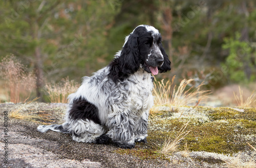 Portrait of a purebred English Cocker Spaniel puppy. Color blue roan. Summer. Wild nature. The dog sits on a rocky ledge and looks forward. The background is blurred.