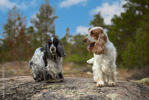 Portrait of two purebred English Cocker spaniel. Summer. Island. Wildlife. The dogs are on a rocky ledge and looking into the frame. Trees and a blue sky with clouds are visible in the background.