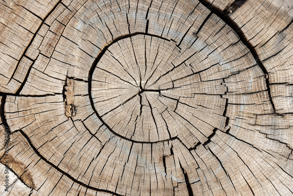 Fototapeta premium Cracks on the cut of a tree trunk, background.