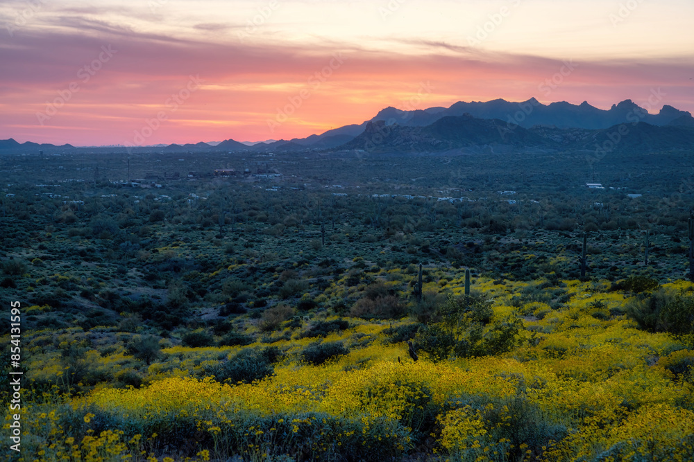 Fototapeta premium Spring time in the Sonorn Desert