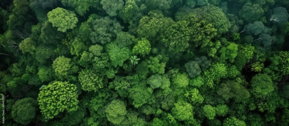 Aerial View of Lush Green Forest Canopy Aerial View of Lush Green Forest Canopy