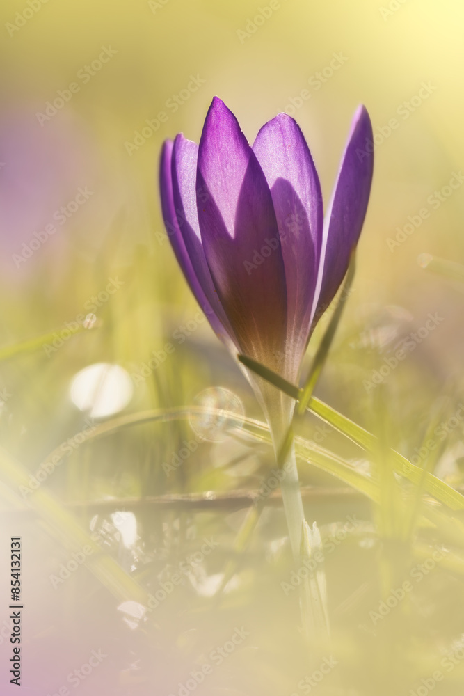 A sunlit purple crocus on a meadow A sunlit purple crocus on a meadow