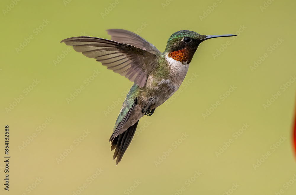 hummingbird in flight