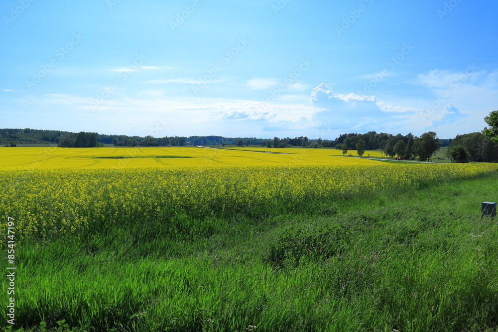Obraz premium Landscape with yellow rape seed field. Summer day. Stockholm, Sweden, Scandinavia, Europe.