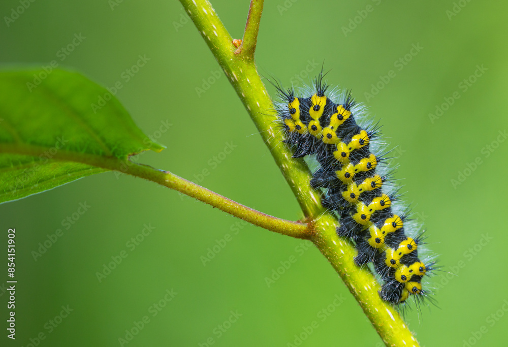 An eyecatching Caterpillar rests on a lush green Leaf in its original environment. Cerura vinula An eyecatching Caterpillar rests on a lush green Leaf in its original environment. Cerura vinula