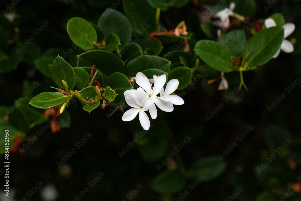 Blossoms of a Natal plum, Carissa macrocarpa