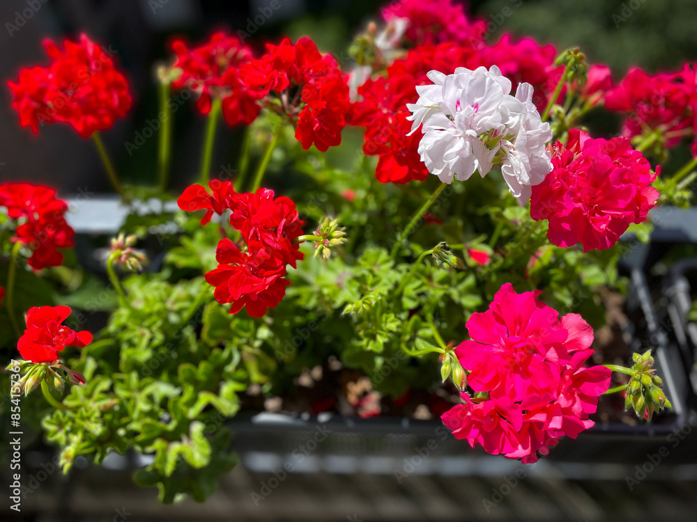 Beautiful vibrant pink red blooming geranium flowers in flower pot close up, floral wallpaper background with pink red geranium Pelargonium Beautiful vibrant pink red blooming geranium flowers in flower pot close up, floral wallpaper background with pink red geranium Pelargonium