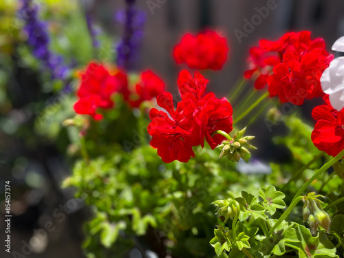 Beautiful vibrant pink red blooming geranium flowers in flower pot close up, floral wallpaper background with pink red geranium Pelargonium 