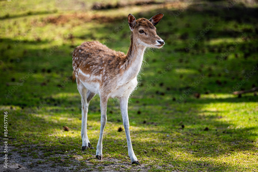 Rehkitz im Wald Rehkitz im Wald