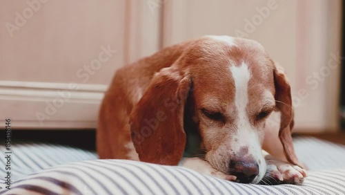 beagle dog licking its paw