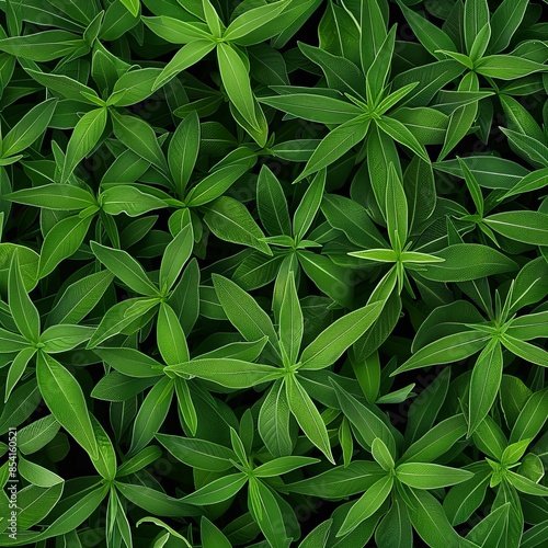 Many fresh lemon verbena leaves texture background, fragrant spices pattern, Aloysia citrodora