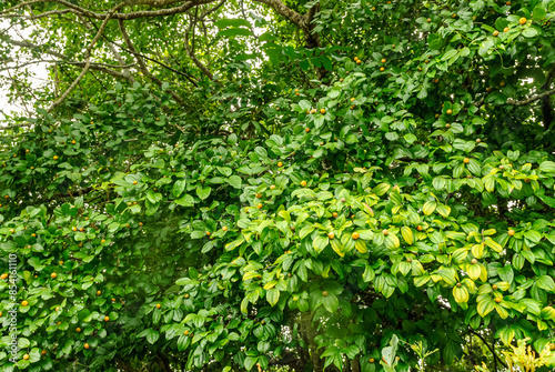 Jua, Brazilian tropical fruit. Juazeiro tree with fruits. photo