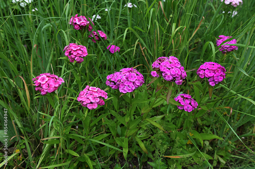 Dianthus Barbatus (Sweet William) flowering plants in a garden. Dianthus Barbatus (Sweet William) flowering plants in a garden.