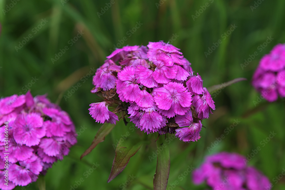 Dianthus Barbatus (Sweet William) flowering plants in a garden.