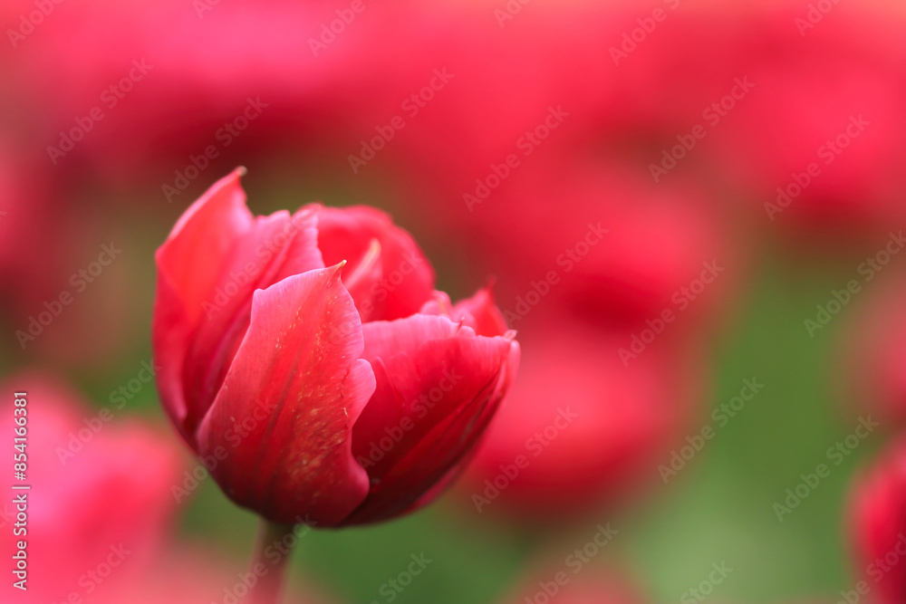 tulip tulips red tulips, field of tulips, pink background, pink flowers, red flowers tulip tulips red tulips, field of tulips, pink background, pink flowers, red flowers