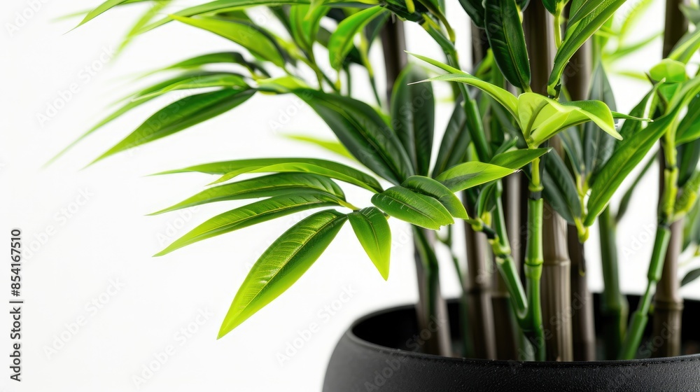 Obraz premium Artificial Bamboo Baby Plant in Black Pot on White Background