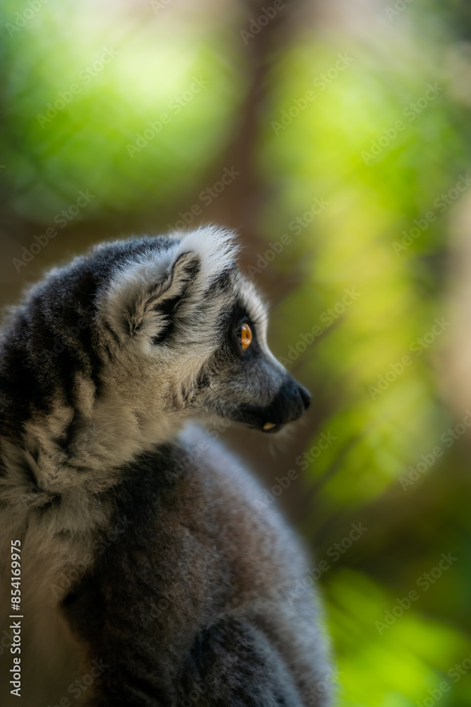 Portrait d'un lémurien Portrait d'un lémurien