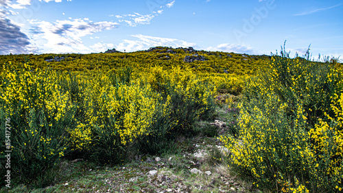 Fotografie mountainside with warm-colored invasive vegetation with a blue sky where clouds