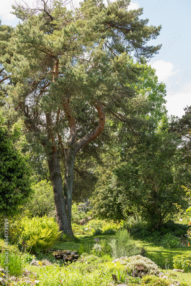 Fototapeta premium les beaux arbres du jardin botanique
