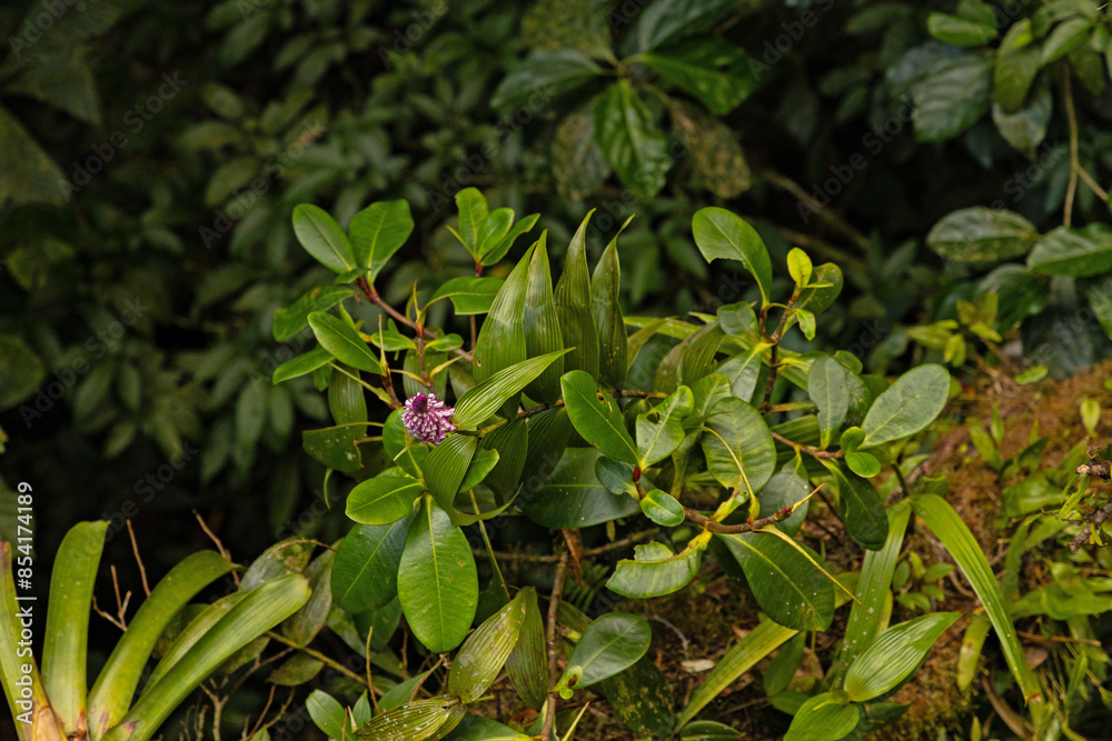 rainforest plants in the Monteverde rigion in Costa Rica rainforest plants in the Monteverde rigion in Costa Rica