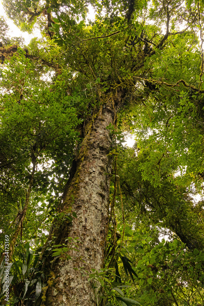 Obraz premium cloud rain forest near Monteverde in Costa Rica
