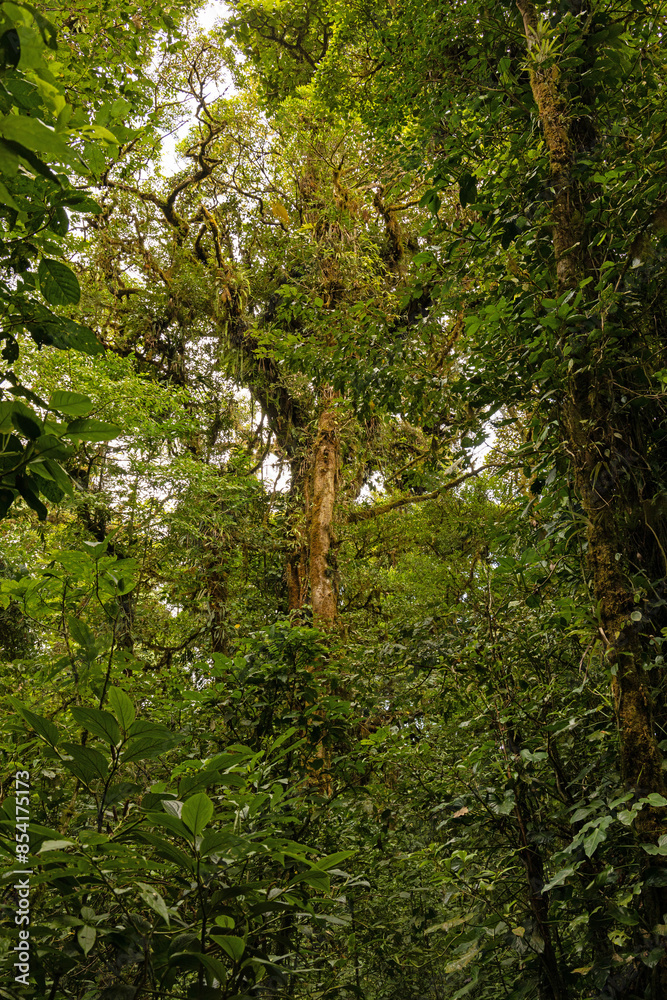 cloud rain forest near Monteverde in Costa Rica cloud rain forest near Monteverde in Costa Rica