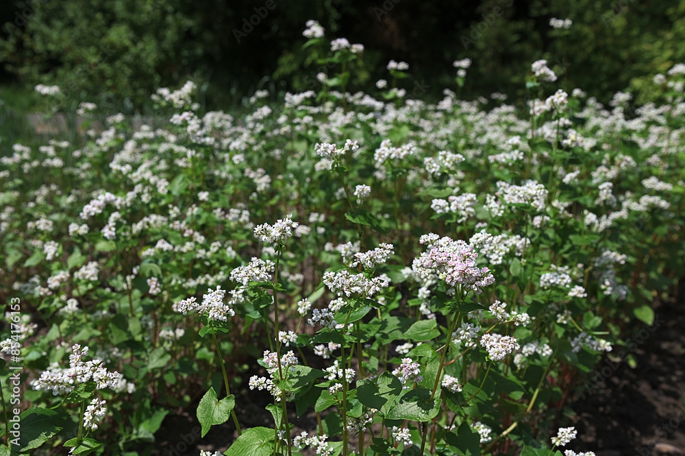 Buckwheat ( Fagopyrum esculentum ) in flower on the natural background. Buckwheat ( Fagopyrum esculentum ) in flower on the natural background.