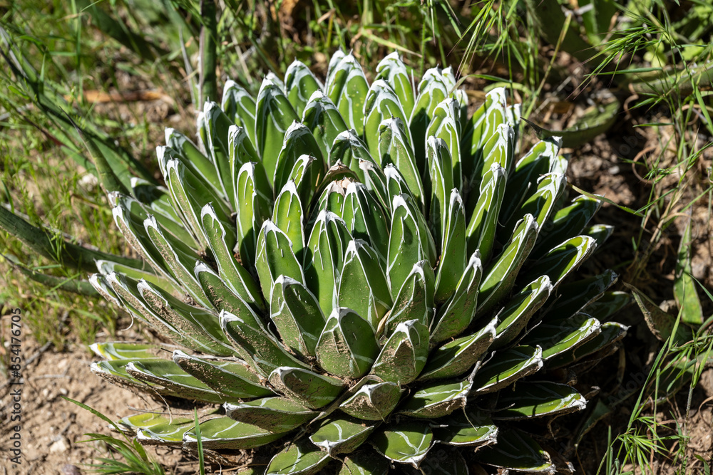 Some Queen Victoria agave in an Arizona park Some Queen Victoria agave in an Arizona park