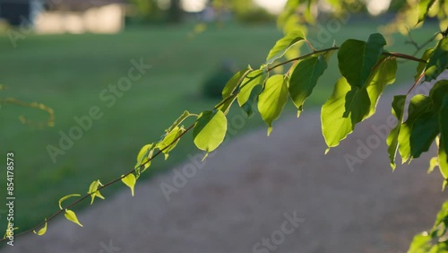 Green leaves and curling tendrils with lush foliage in baclight golden hour sunset in slow motion photo