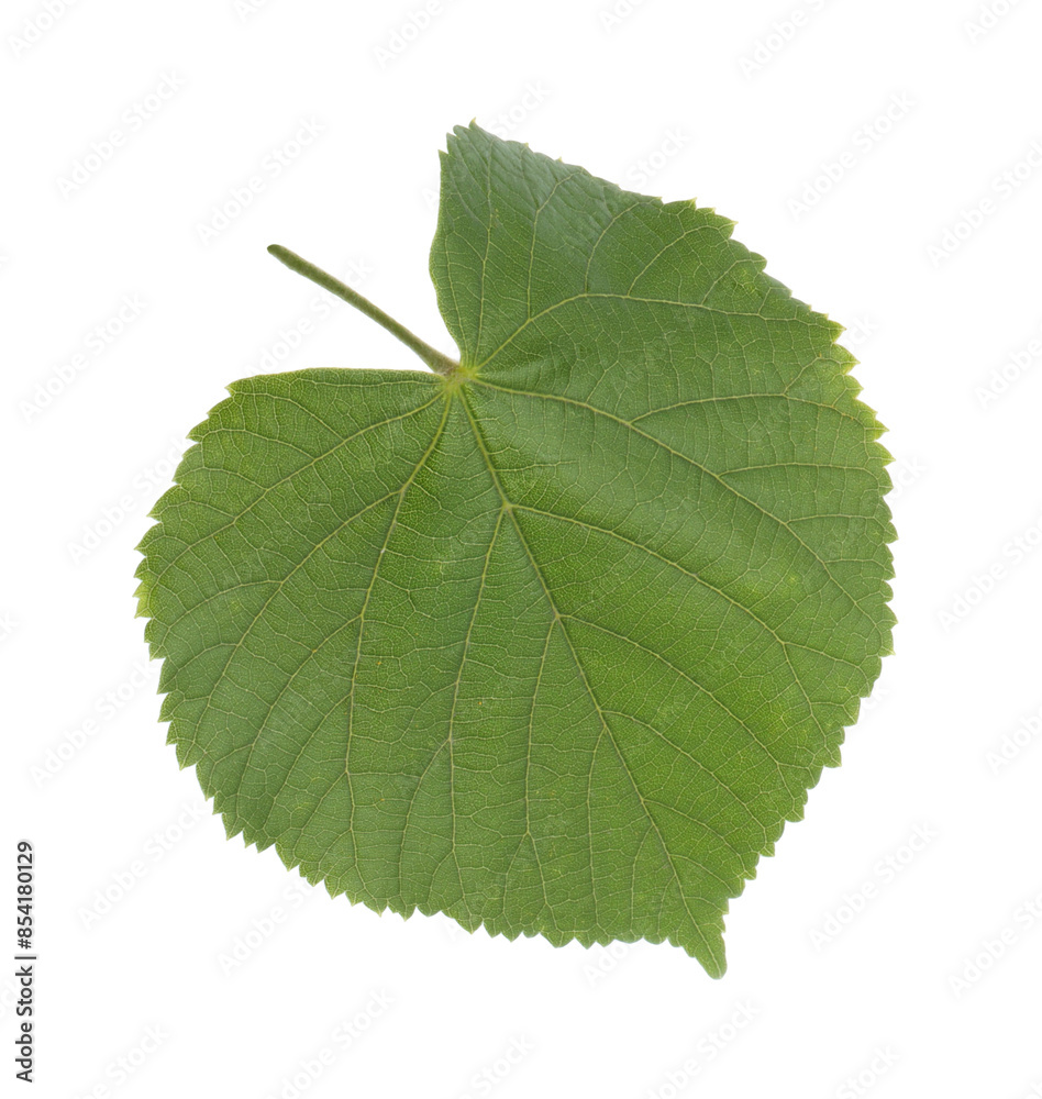 Fototapeta premium One green linden leaf isolated on white