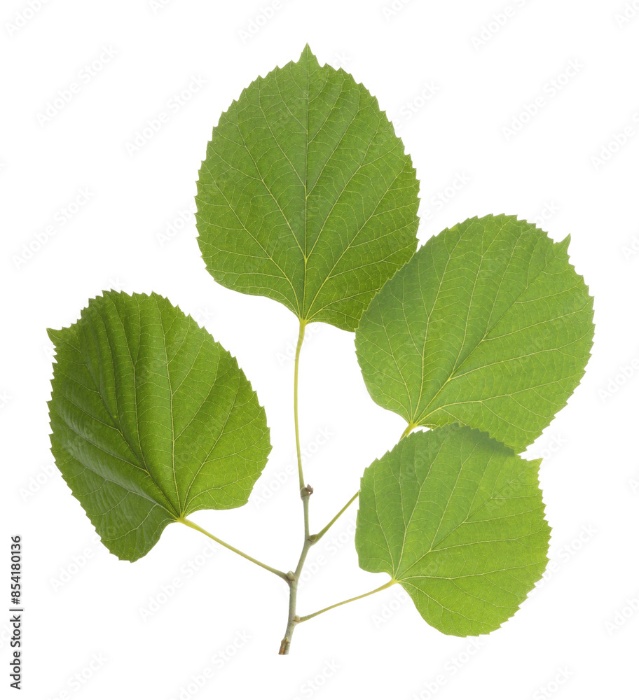 Twig with linden leaves isolated on white Twig with linden leaves isolated on white