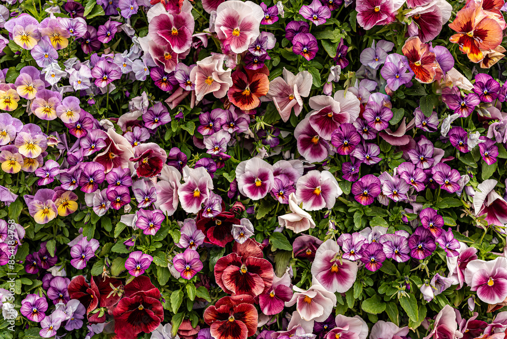 Flowers in Malmö, Sweden in the beginning of June. Flowers in Malmö, Sweden in the beginning of June.