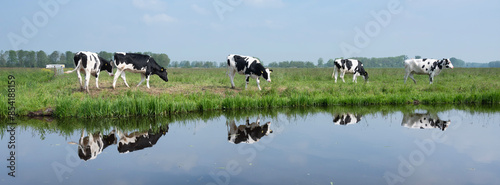 Foto black and white spotted calves reflected in water of canal near Dordrecht in hol