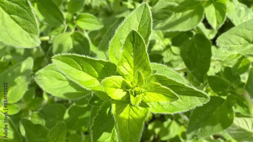 Planting Mint Outdoors, Growing Mint Planting Mint Outdoors, Growing Mint