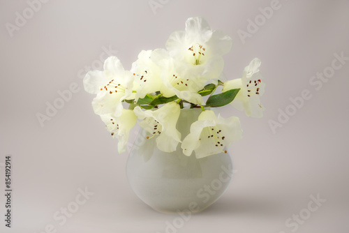 Blooming white azaleas in a glass vase