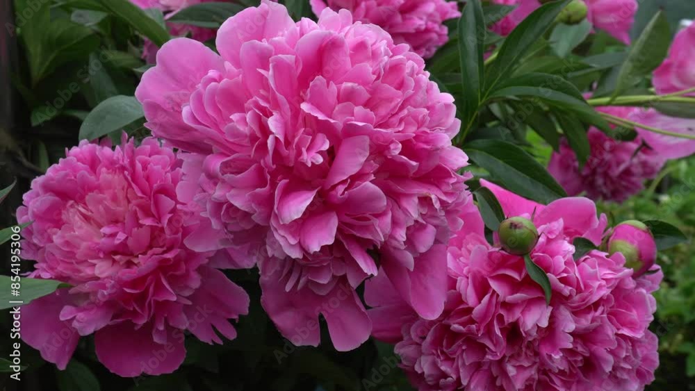 peonies of rich pink color grow in the garden. lush flower close-up. gardening, cultivation. peonies of rich pink color grow in the garden. lush flower close-up. gardening, cultivation.