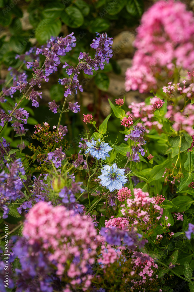 Obraz premium Wild flowers showing the colours of spring