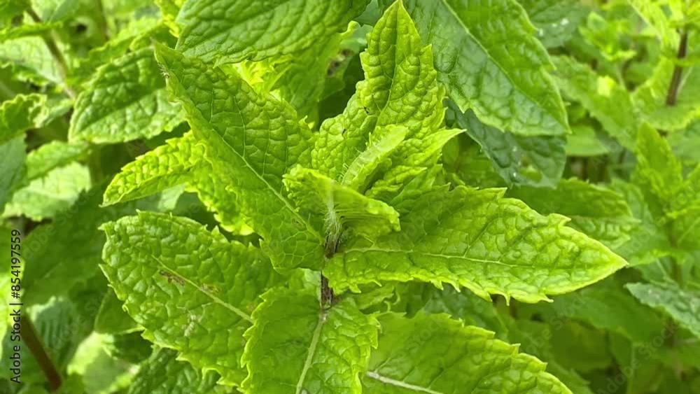 Planting Mint Outdoors, Growing Mint Planting Mint Outdoors, Growing Mint