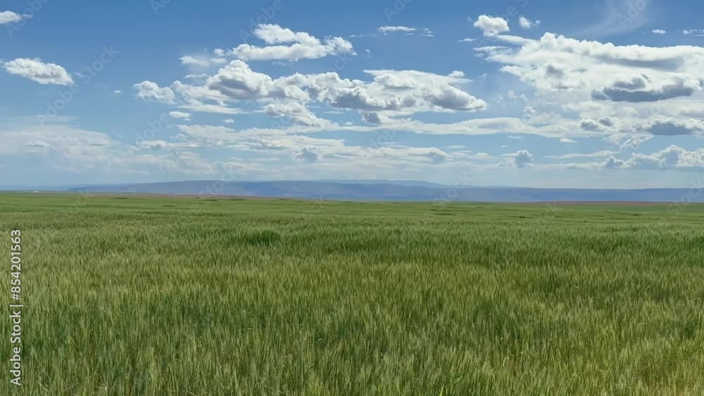Green wheat field swaying in the wind Green wheat field swaying in the wind