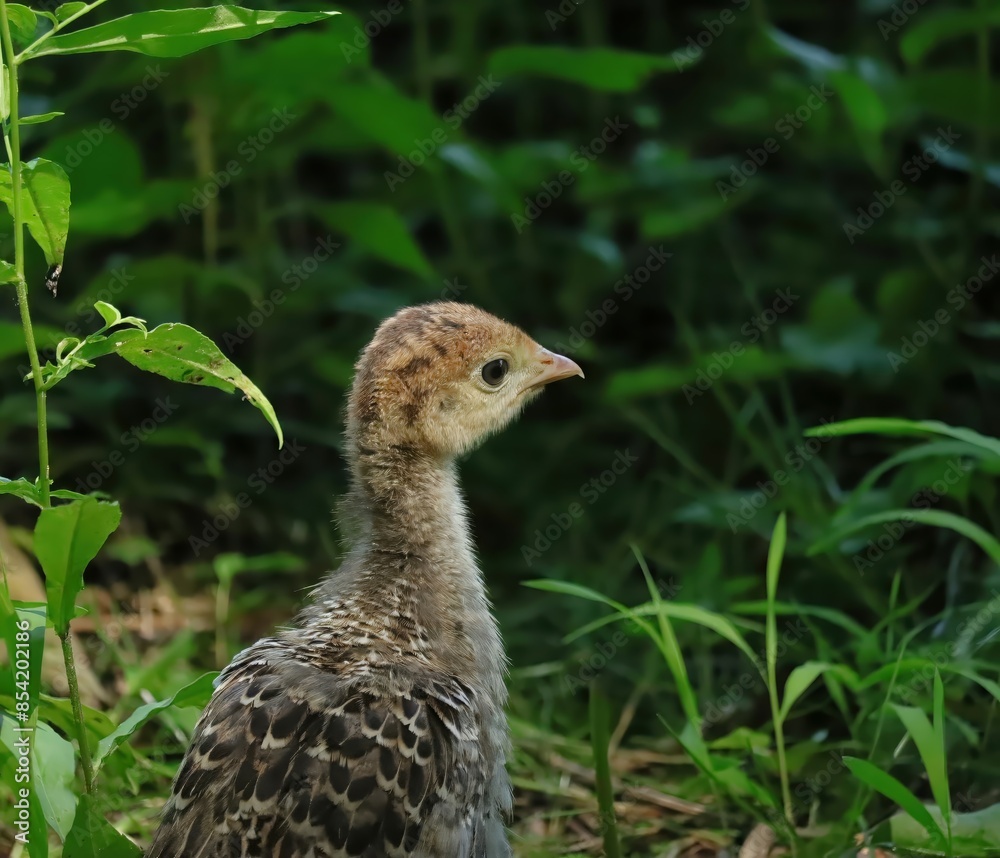 Adorable Wild Turkey Chick Scampering in the Field Hiding in Grass Adorable Wild Turkey Chick Scampering in the Field Hiding in Grass