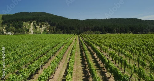 Wallpaper Mural A Vineyard growing grapes for wine Torontodigital.ca