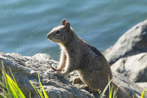 Closeup at a Beechey ground squirrel, Otospermophilus beecheyi douglasii, at the coastline in Crescent city, California photo