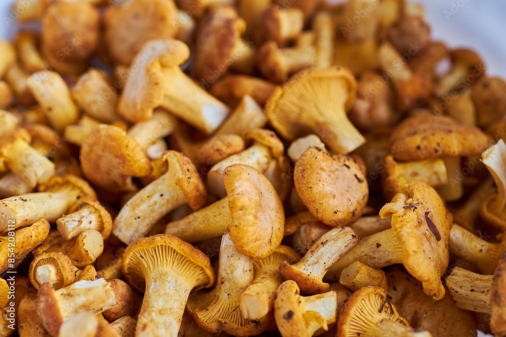 Mushroom Background. Chanterelles mushrooms just picked Mushroom Background. Chanterelles mushrooms just picked