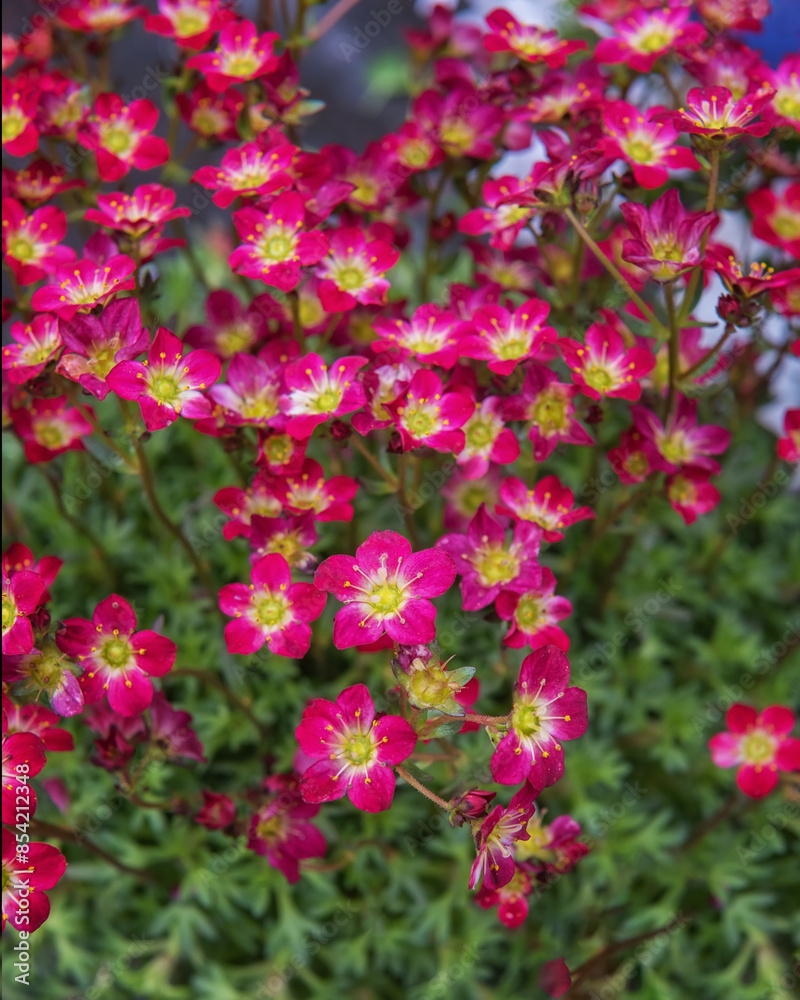 Fototapeta premium Garden Moss Saxifrage. Flowering ornamental plants for garden, park