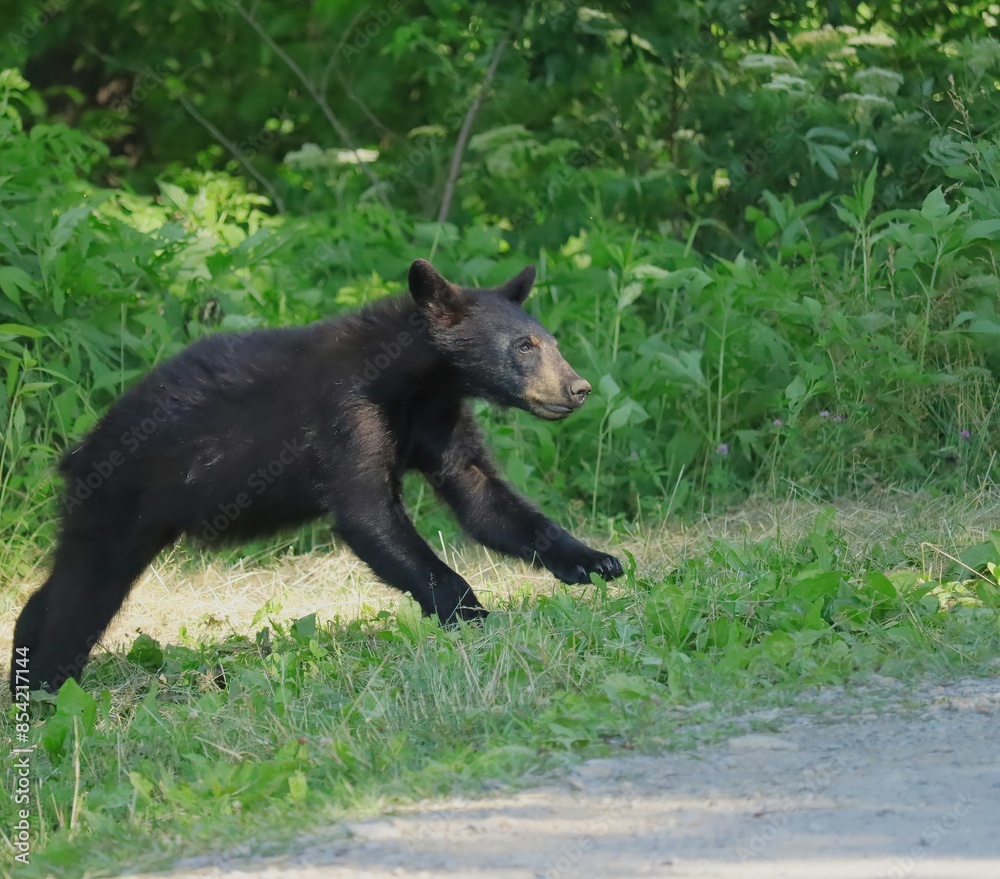 Sweet Black Bear Yearling Crossing the road Sweet Black Bear Yearling Crossing the road