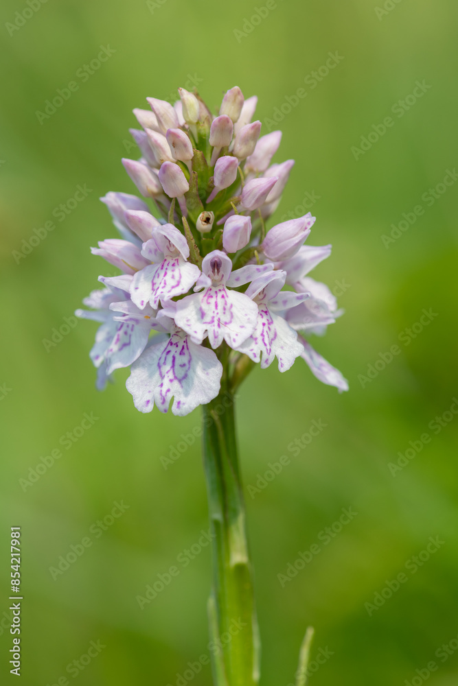 Close up of a heath spotted orchid (dactylorhiza maculata) flower in bloom Close up of a heath spotted orchid (dactylorhiza maculata) flower in bloom