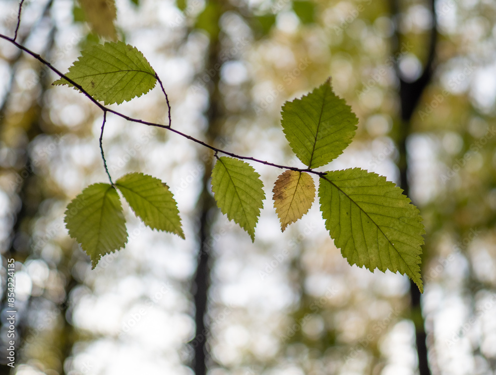 Autumn leaves in the forest