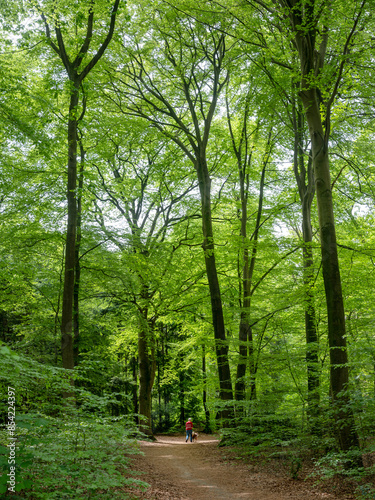 woman in red walks dog under beech trees in forest near utrecht in holland