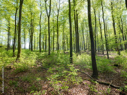 fresh spring leaves on beech trees in german forest